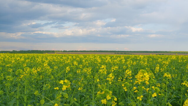 Beautiful Blooming Rapeseed Field Blue Sky In Springtime. Canola Rapeseed Field. Stunning Yellow Rape Fields In Spring. Agriculture Landscape.