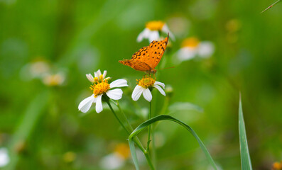 close up of a butterfly on a blooming flower.
