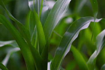 view of corn leaves in the garden