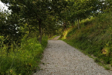 path in the forest
