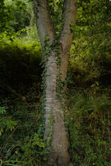 Tree in the forest