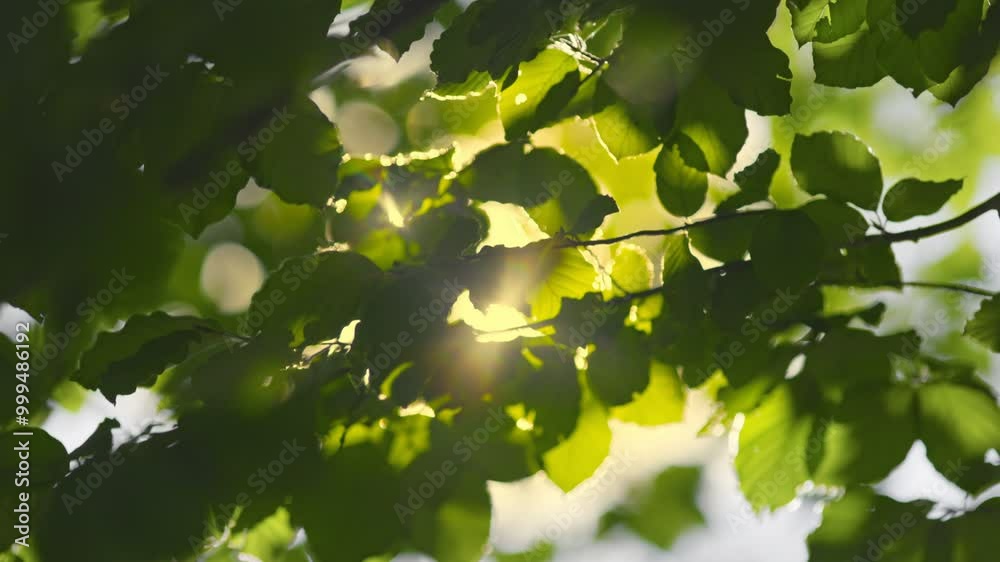 Poster rich green tree branch with roundish bokeh, sun shining through with lens flare. green leaves waving