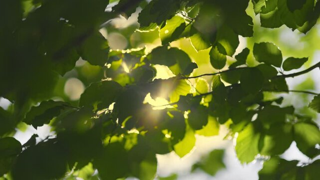 Rich green tree branch with roundish bokeh, sun shining through with lens flare. Green leaves waving in the wind.Abstract slow motion summer nature background. Sunbeam breaking through the leaves
