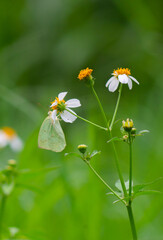 close up of a light green butterfly perched on a Biden Alba flower