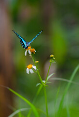 defocus on the beautiful Graphium doson butterfly