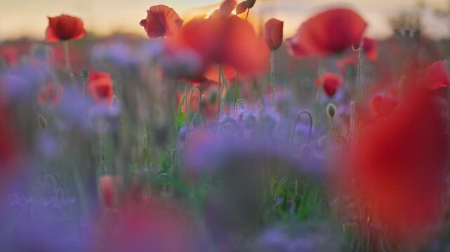 Setting sun breaks through red poppy and other summer wild flowers. Shallow DOF sunset view of red poppies field. Gimbal, 4K shot