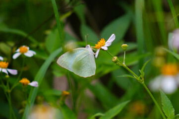 close up of a light green butterfly perched on a Biden Alba flower
