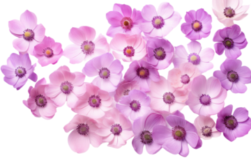 Pink and purple flowers in bloom, isolated on a transparent background