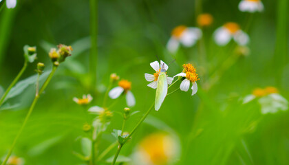 close up of a light green butterfly perched on a Biden Alba flower