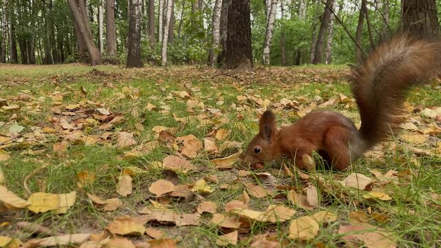 A fluffy squirrel finds a hazelnut in the autumn forest and goes to bury it 