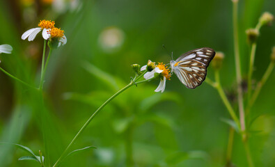 close up of a white chocolate butterfly on a blooming flower.