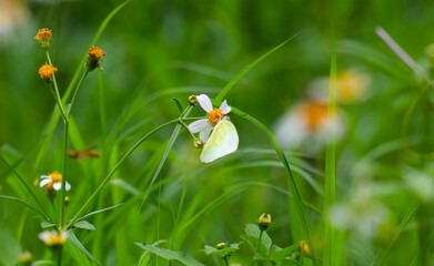 close up of a light green butterfly perched on a Biden Alba flower