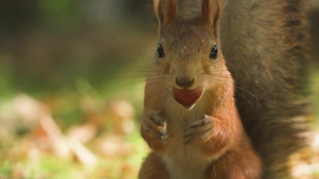 Close-up of a fluffy squirrel checking hazelnuts in the autumn forest while rotating its paws 