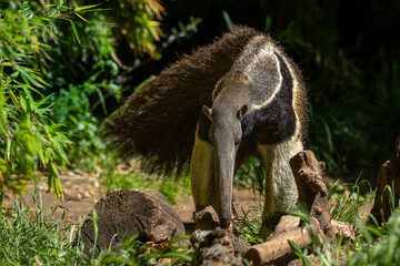 Close-up of giant anteater (Myrmecophaga tridactyla), looking for ants to feed on