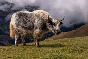 yak in dolomites