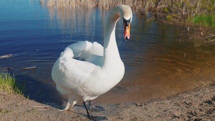 white swan on the shore near the lake. wild bird white swan on a pond in the wild. a bird walks on the sand near the river sun in nature