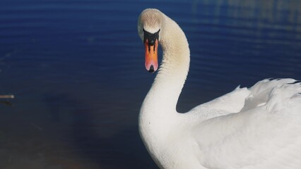 white swan on the shore near the lake. wild bird white swan on sun a pond in lifestyle the wild. a bird walk on the sand near the river in nature