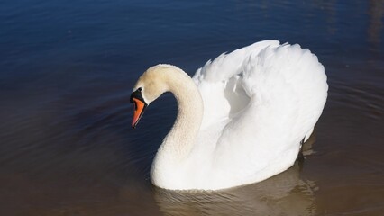 white swan on the shore near the lake. wild bird white swan a pond in the wild. a bird walk on sun the sand near the river in nature