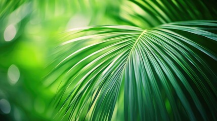 Fototapeta premium Green background featuring a prominently displayed palm leaf image Ideal for desktop wallpaper High quality photography