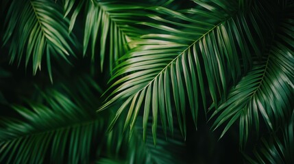 Green background featuring a prominently displayed palm leaf image Ideal for desktop wallpaper High quality photography