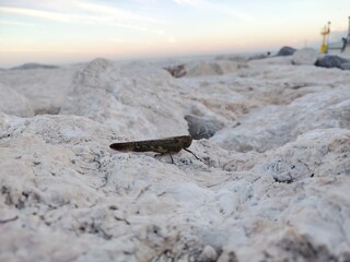 grasshopper