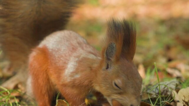 A fluffy squirrel finds a hazelnut in a sunny autumn forest and jumps to bury it 