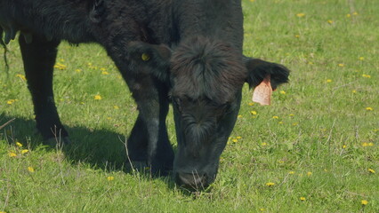 Fototapeta premium Cows On A Field. Amazing Scenery Of Herd Of Black Angus Cows Pasturing On Green Meadow. Mother Black Cow And Calf.