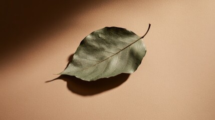 Green dried leaf on brown background.Still life composition with dark shadows.Trendy and modern aesthetic minimalism side view