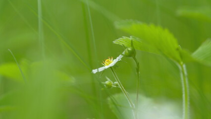 Strawberry bushes in forest. White strawberry flowers in bloom on a bush in forest shaking in wind under bright sunlight. Strawberry blooms in forest. Blossoming strawberry flower grows in country in
