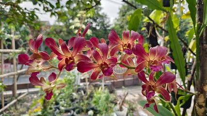 flowers in the garden