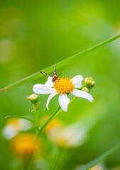 Amata huebneri on flowers. Amata huebneri is a species of moth in the genus Amata of the family Erebidae.