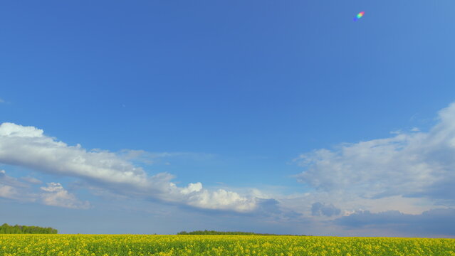 Yellow Flower Blossom Rapeseed Canola Agriculture Field. Flowering Rapeseed. Precision Farming And Stunning Rural Landscapes. Rapeseed Field In Bloom.