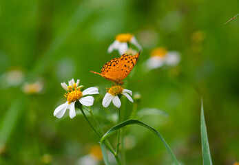a phalantha phalantha butterfly perched on a blooming flower