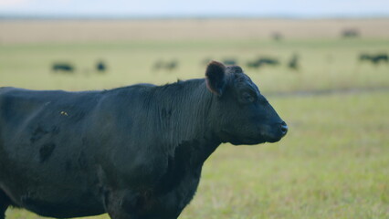 Black cows stand grazing on meadow field. Herd of black angus on a pasture. Cows grazing pasture....