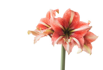 Hippeastrum (amaryllis) Sphinx on white background isolated