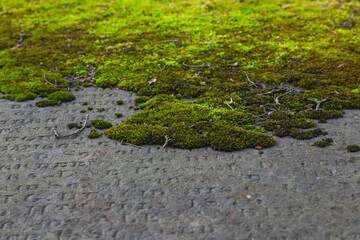 An old tombstone with moss on it.