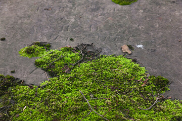 An old tombstone with moss on it.