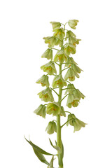 Fritillaria persica 'Ivory Bells'  isolated on white background.