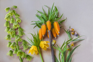 Set fritillaria of different types on a gray table.