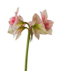 Amaryllis (Hippeastrum)  Galaxy Group  