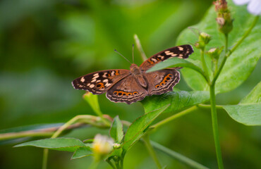 A brown butterfly with small circle motifs on both wings, perched on the leaves.