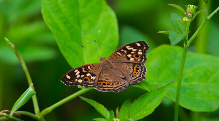 A brown butterfly with small circle motifs on both wings, perched on the leaves.