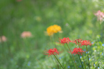 カラフルな色のリコリスの花