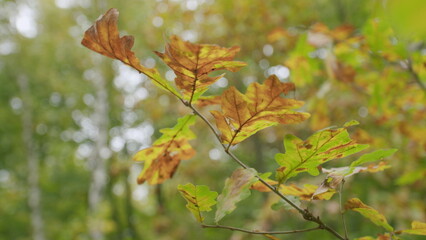 Fototapeta premium Autumn oak leaves. Autumn background with sun lights with bokeh. Bokeh.