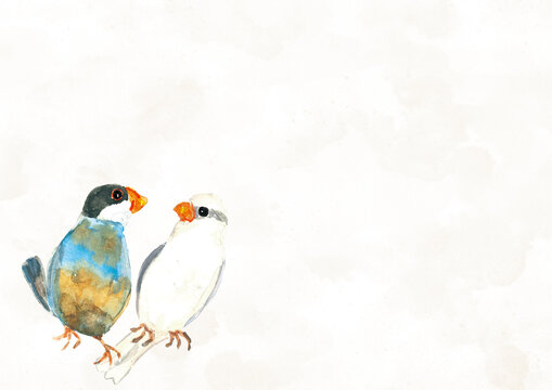 水彩で描いた仲良く寄り添う日本の文鳥白と黒