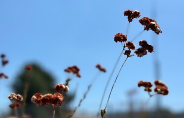 Close-up of California buckwheat in San Marcos, California, with a clear blue sky and subtle...