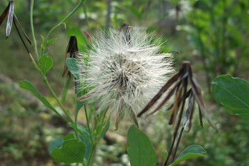 Taraxacum, a dandelion flower, which consists of small flowers, if blown by the wind will fly and disappear from sight.