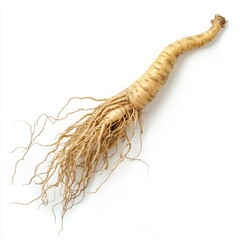 Full ginseng plant root lying isolated on white background.