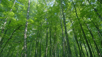 Forest of trees illuminated by sunbeams through morning mist. Sunlight through tree trunks. Wide shot.