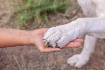 Friendship between human and dog - shaking hand and paw